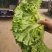 【精品】生菜散叶生菜青州大量货源稳定供应有需致电保质保量