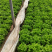 【精品】生菜散叶生菜青州大量货源稳定供应有需致电保质保量