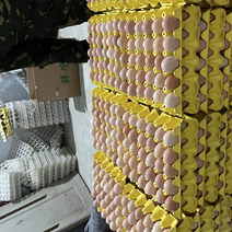 长期供应皖南黄土鸡种蛋，活珠子蛋，质量保证，价格优