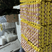 长期供应皖南黄土鸡种蛋，活珠子蛋，质量保证，价格优