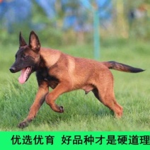 双血统马犬咬口好动力足疫苗齐全可训练看家护院