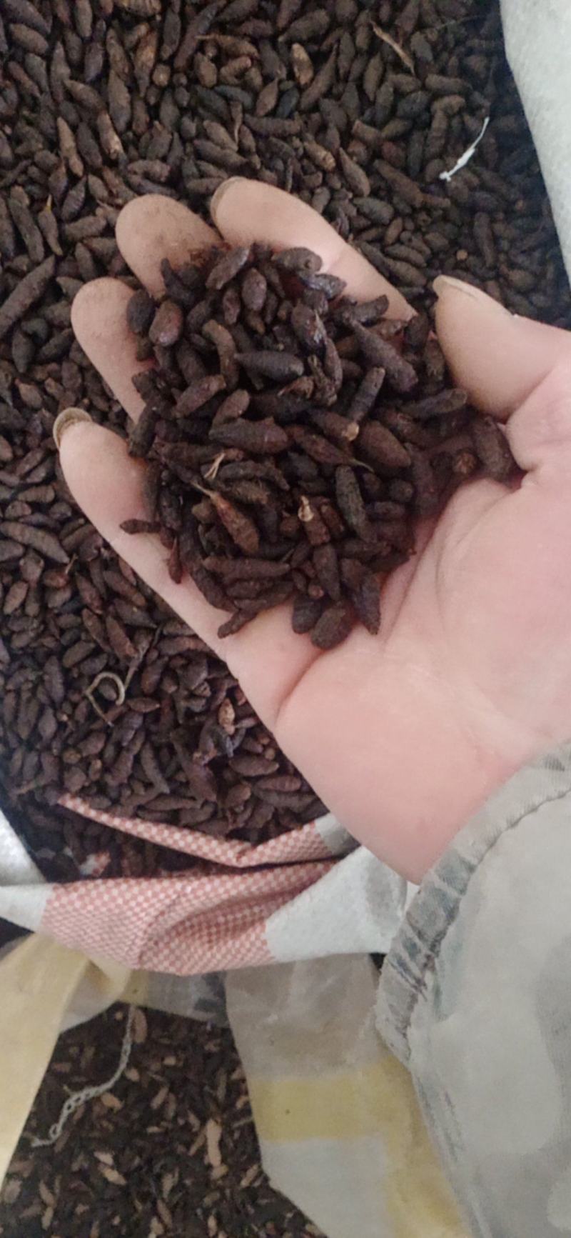 【香附】香附个子片子.炙香附..中药材批发.质量保证规格