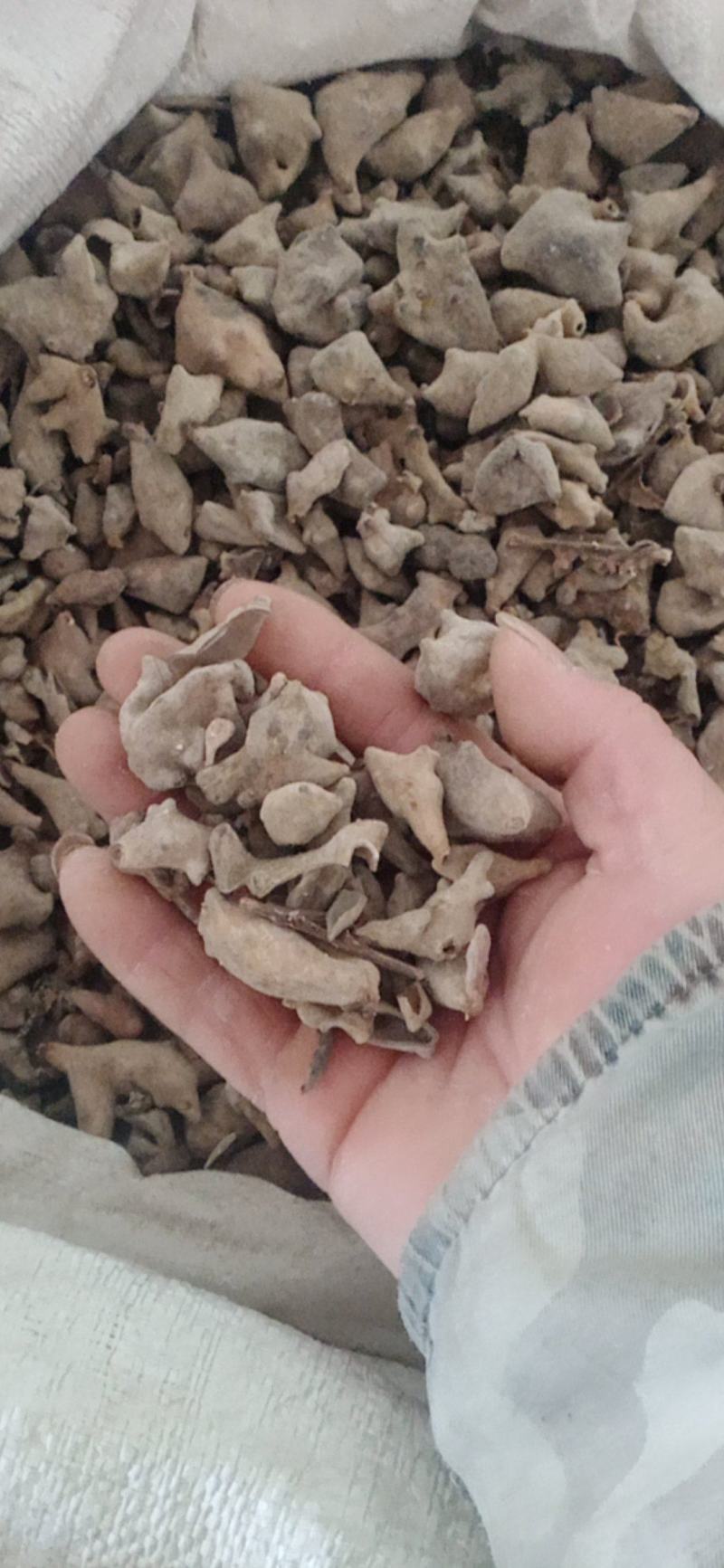 【五倍子】.中药材批发.质量保证规格齐全.