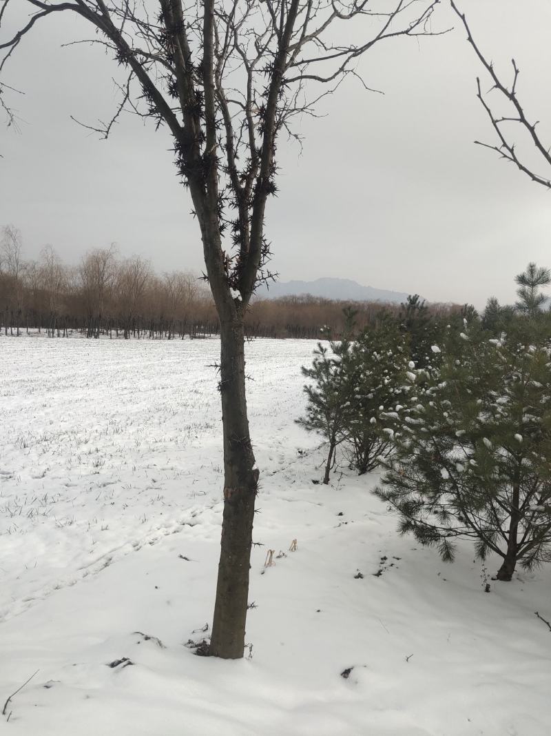 皂荚树，十公分左右有五六颗树
