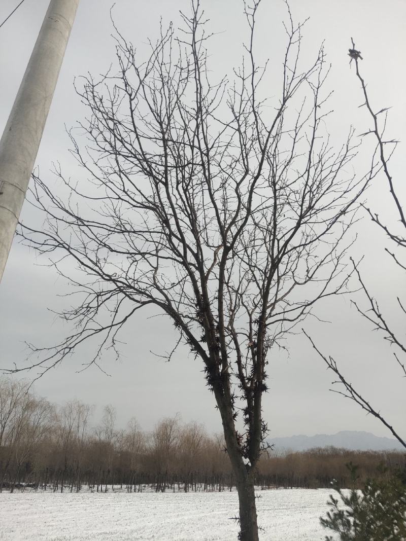 皂荚树，十公分左右有五六颗树