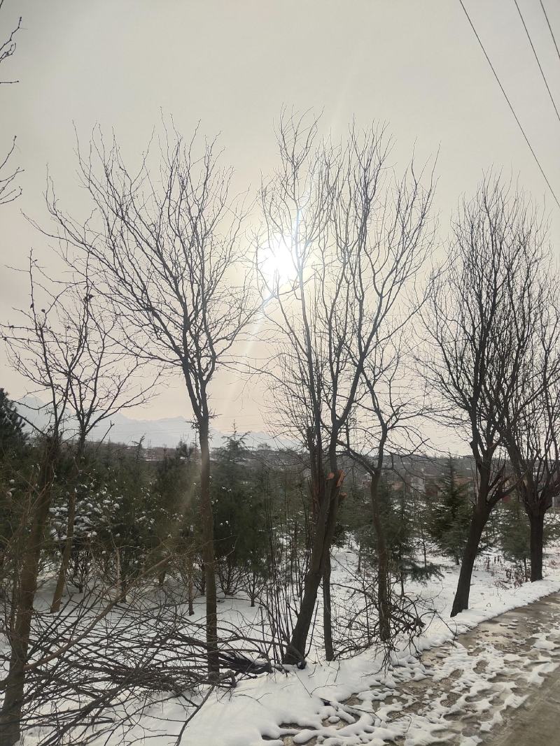 皂荚树，十公分左右有五六颗树