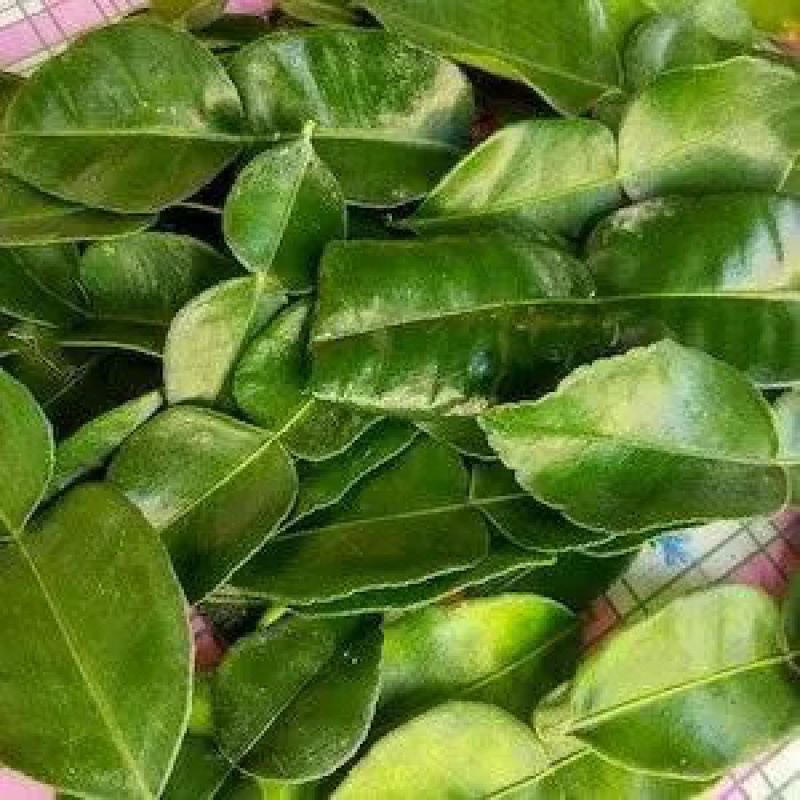 广东新鲜柠檬叶泡茶现摘现发对接各级客商欢迎来电咨询