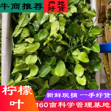 广东新鲜柠檬叶泡茶现摘现发对接各级客商欢迎来电咨询