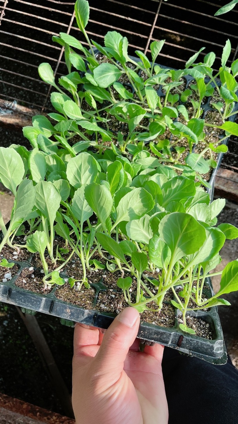 宣菜甘蓝苗正在预售中欢迎新老客户选购