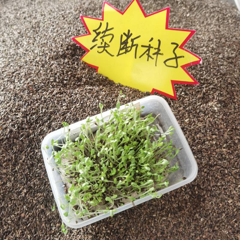 新货【续断种子】1公斤新种子和尚头种子【下单发货】