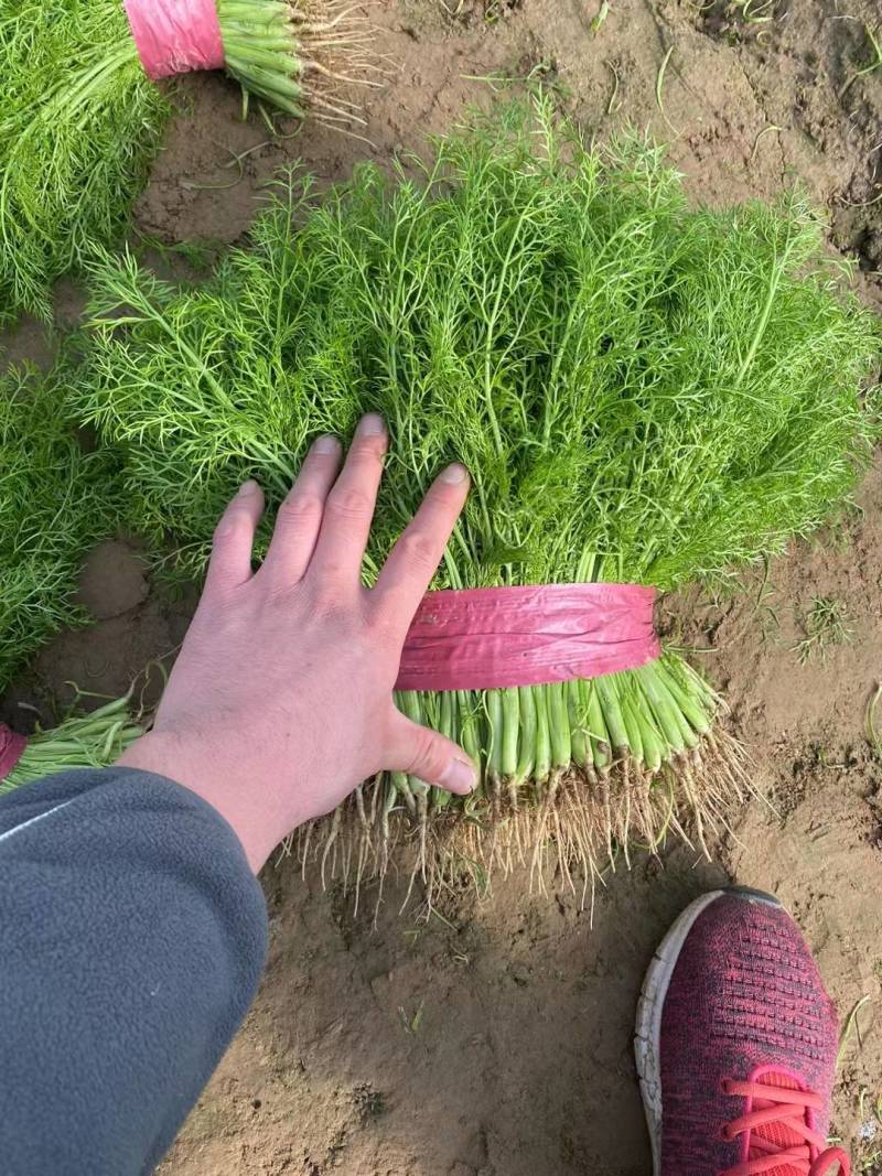 饶阳茴香特别鲜嫩，手工好，赚钱好货，诚信代发