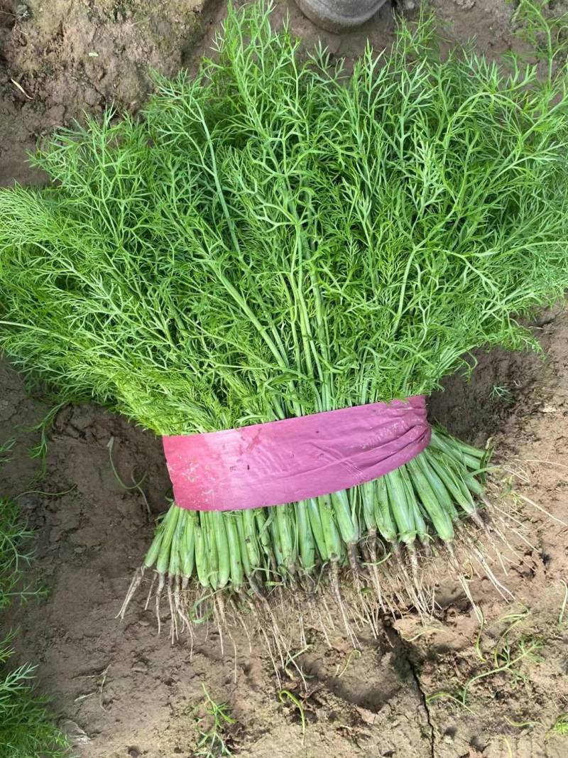 饶阳茴香特别鲜嫩，手工好，赚钱好货，诚信代发