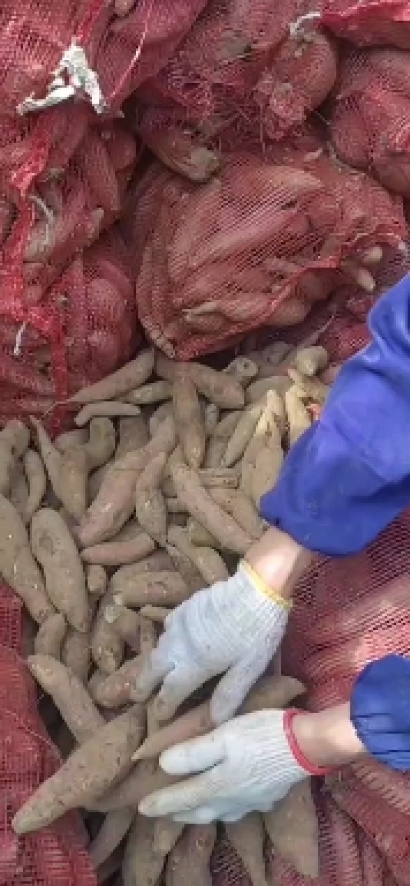 商薯19红薯种，窖藏500万斤，一手货源，预定优惠