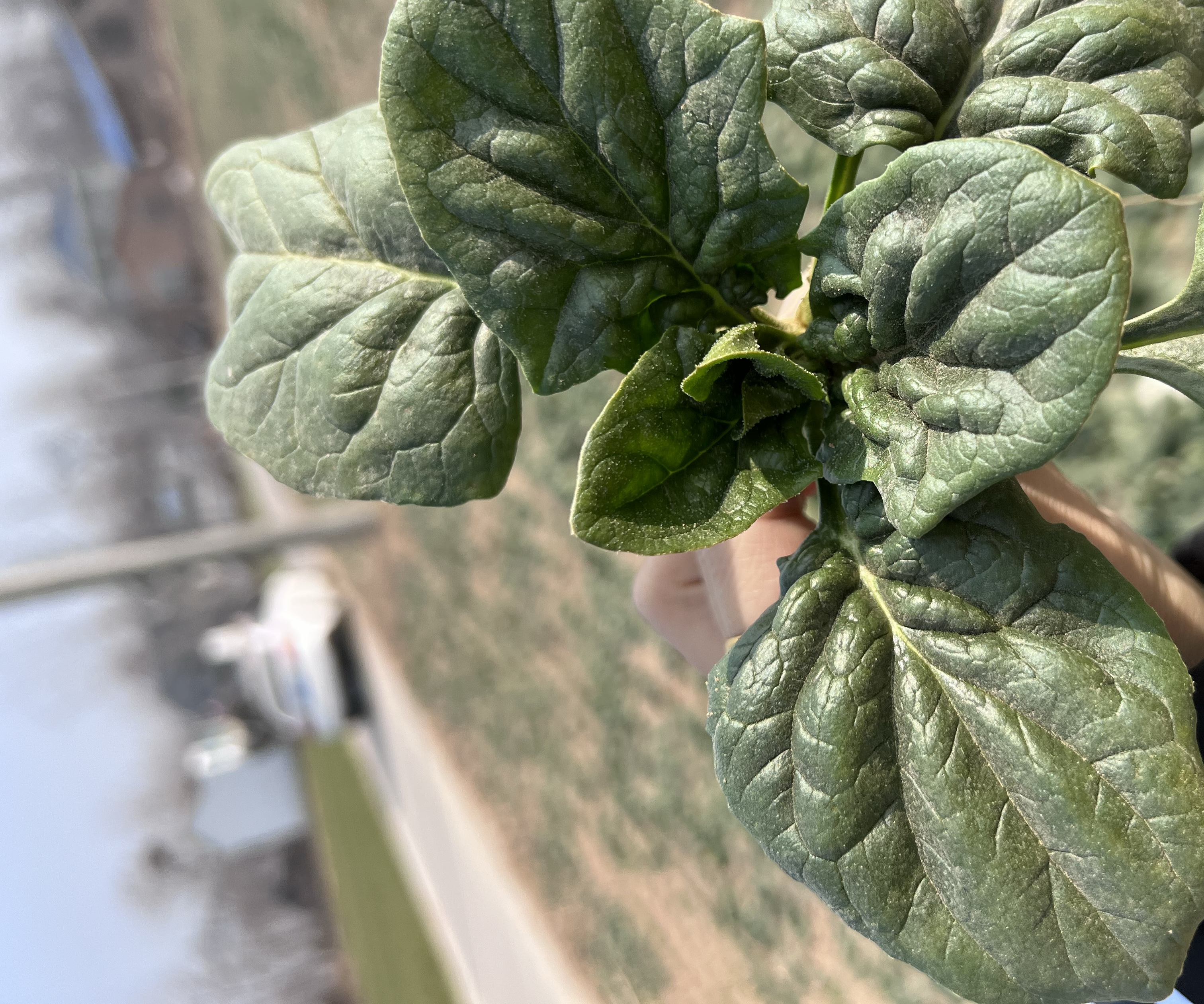 菠菜口感对比图