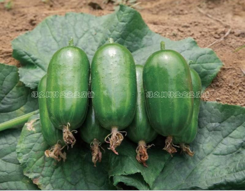奶油金童小黄瓜种子脆甜光滑无刺水果黄瓜种籽早熟节节有瓜