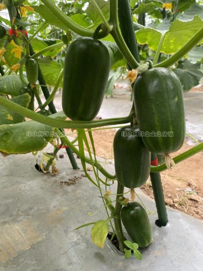 奶油金童小黄瓜种子脆甜光滑无刺水果黄瓜种籽早熟节节有瓜