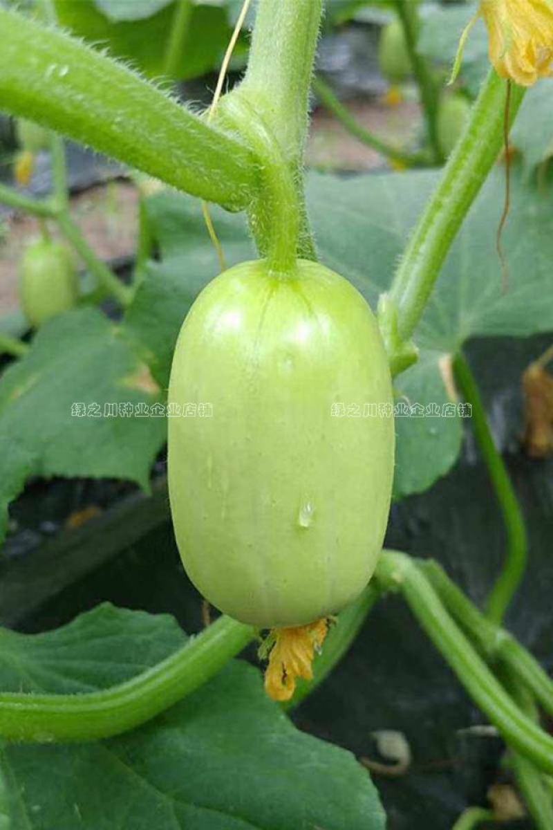 玉女黄瓜种子强雌性脆甜节节有瓜水果黄瓜种子无刺光滑小黄瓜