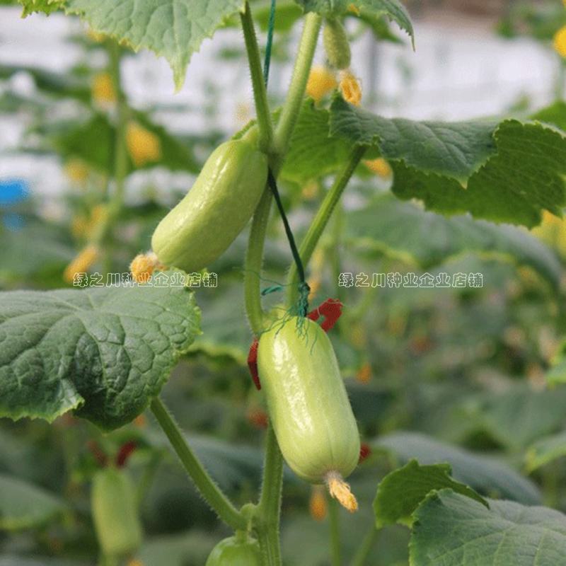 玉女黄瓜种子强雌性脆甜节节有瓜水果黄瓜种子无刺光滑小黄瓜