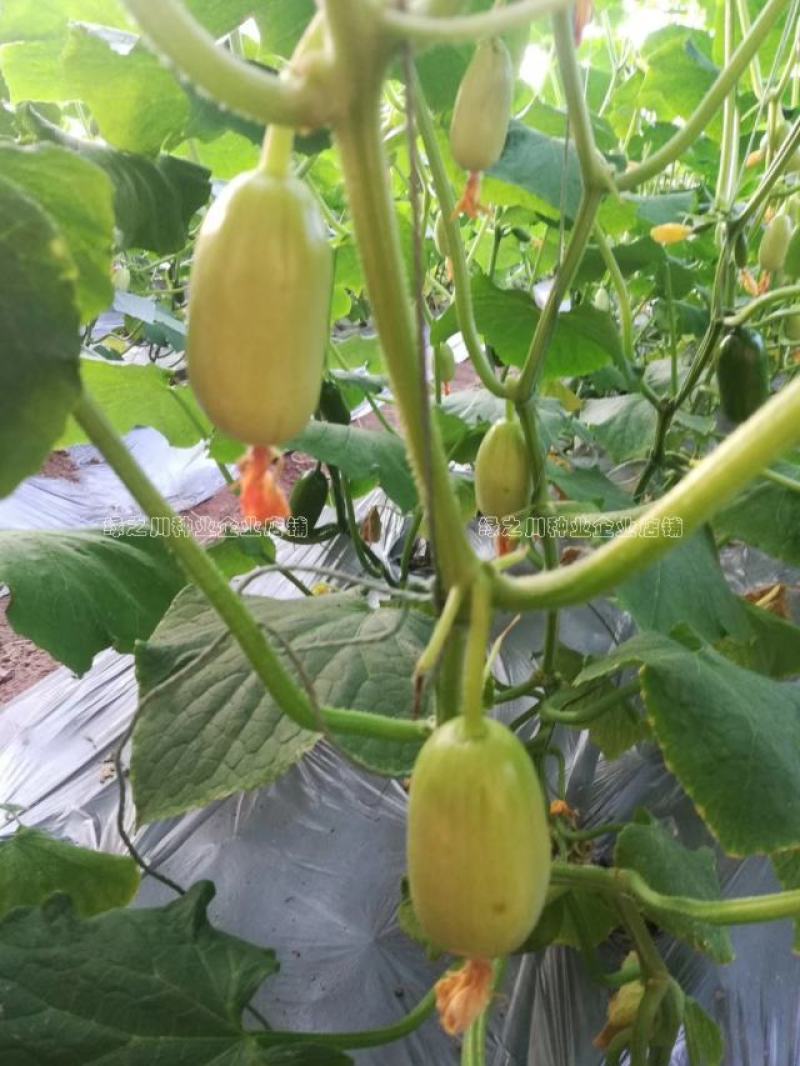 玉女黄瓜种子强雌性脆甜节节有瓜水果黄瓜种子无刺光滑小黄瓜