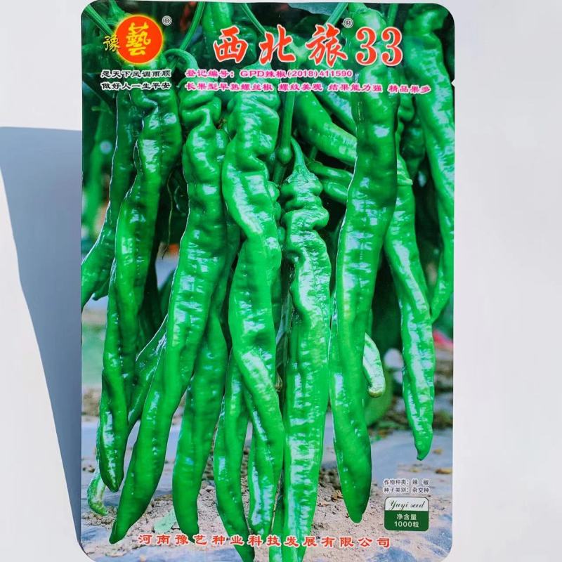 豫艺西北旅33螺丝椒种子结果多基地专用陇椒种子早熟特高产