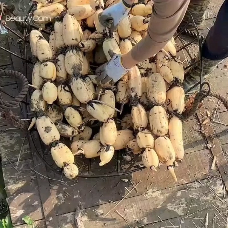 莲藕种莲藕苗口感好，自产自销，山东省鱼台县。
