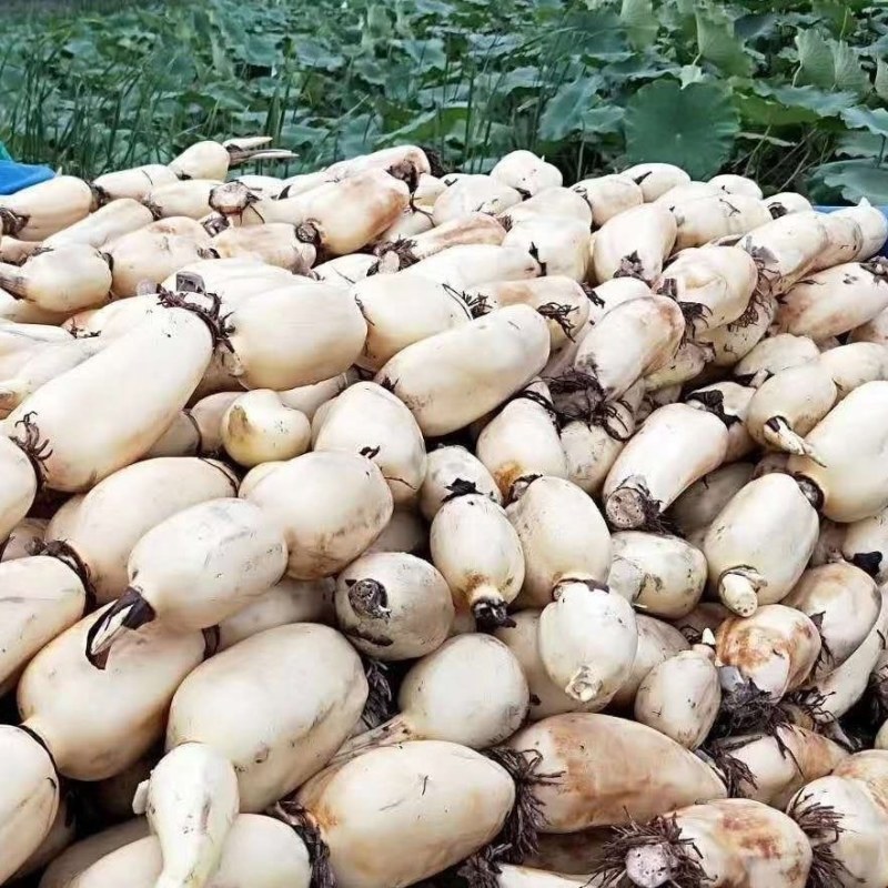 莲藕种莲藕苗口感好，自产自销，山东省鱼台县。