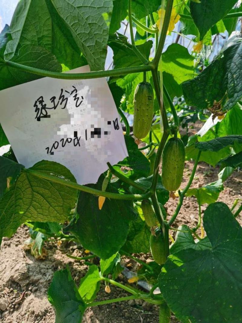 清香水果黄瓜种子强雌性黄瓜种籽一叶一瓜春秋瓜果种子