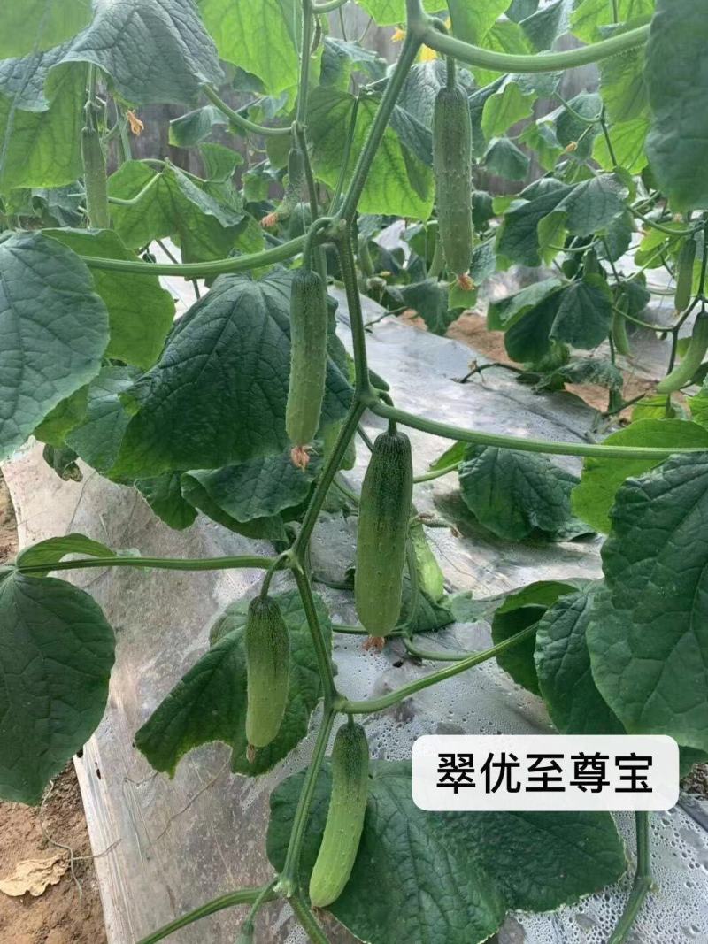 全雌强雌水果黄瓜种子，口感好香甜黄瓜种籽耐低温节节有瓜