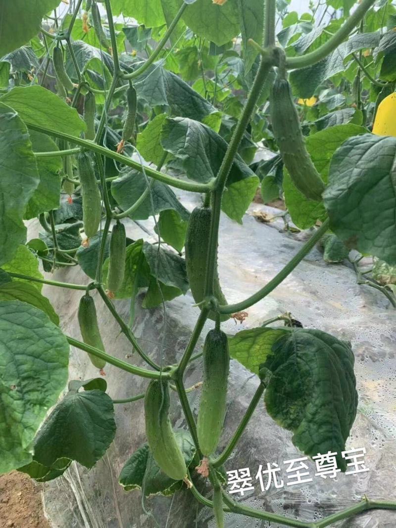 全雌强雌水果黄瓜种子，口感好香甜黄瓜种籽耐低温节节有瓜