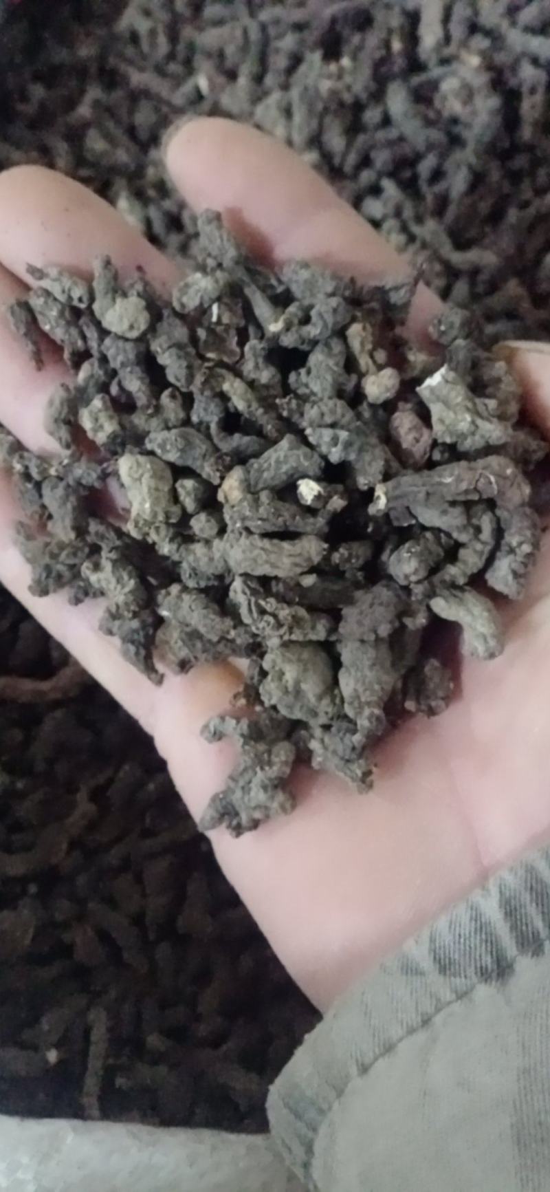 【天葵子】.中药材批发.质量保证规格齐全.