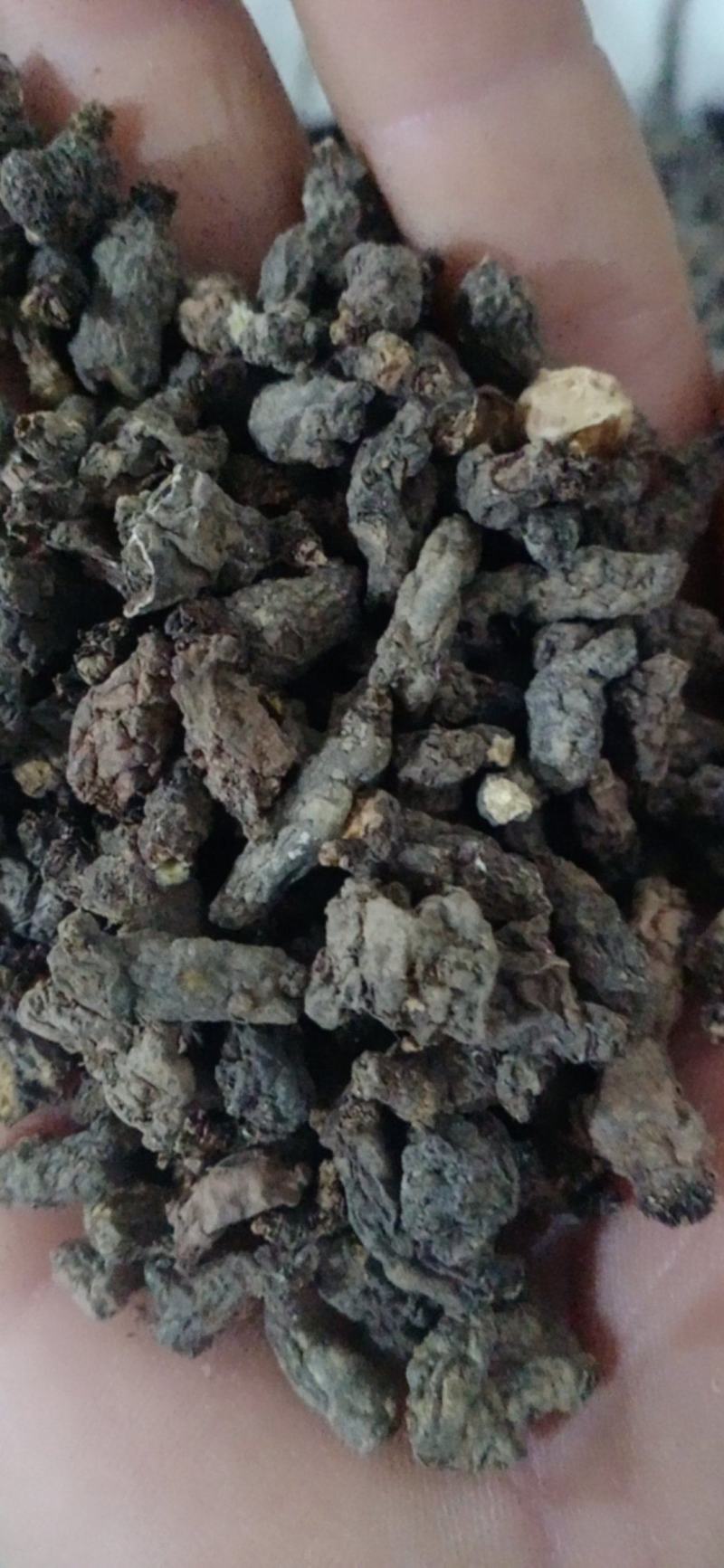 【天葵子】.中药材批发.质量保证规格齐全.
