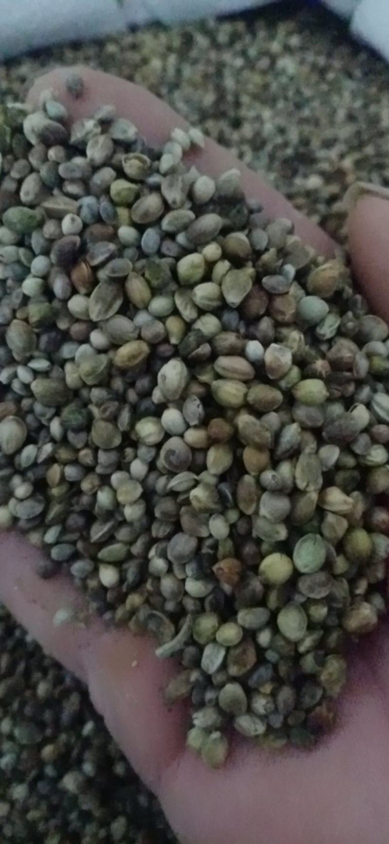 【火麻仁】.中药材批发.质量保证规格齐全.