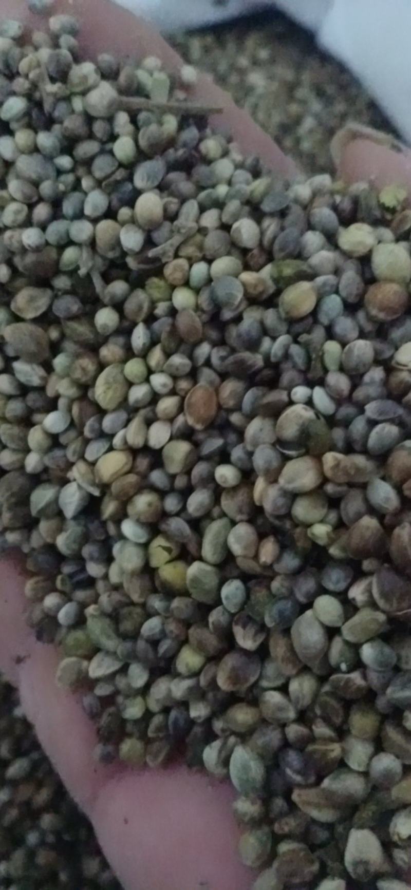 【火麻仁】.中药材批发.质量保证规格齐全.