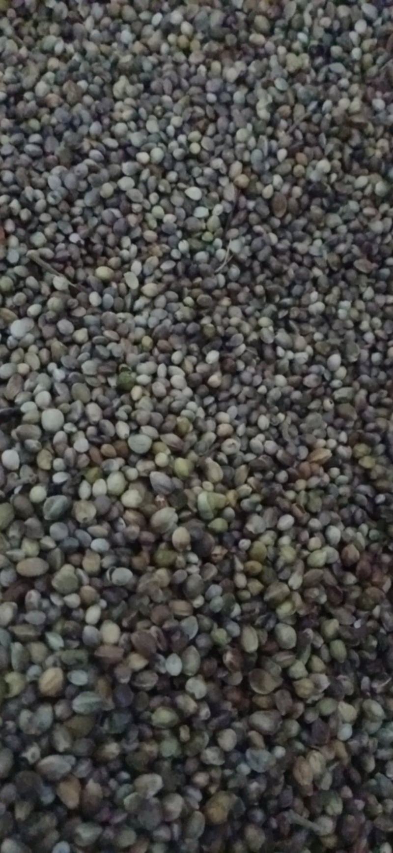 【火麻仁】.中药材批发.质量保证规格齐全.
