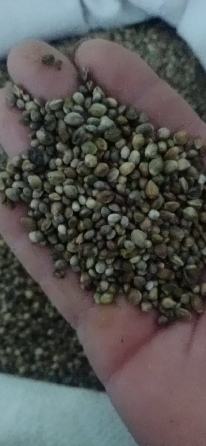 【火麻仁】.中药材批发.质量保证规格齐全.