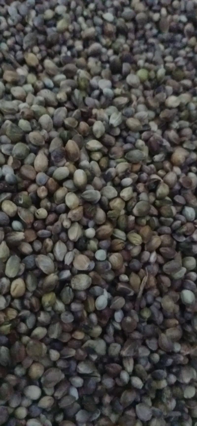 【火麻仁】.中药材批发.质量保证规格齐全.