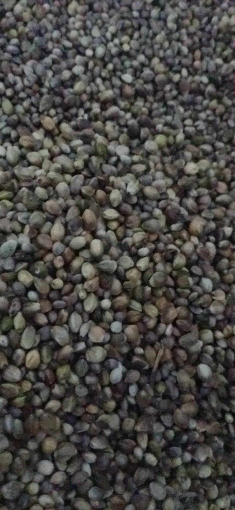 【火麻仁】.中药材批发.质量保证规格齐全.