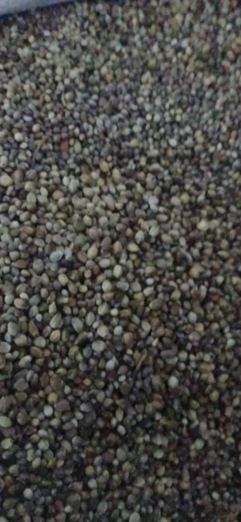 【火麻仁】.中药材批发.质量保证规格齐全.