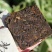 易武熟茶薄片普洱茶500g包邮