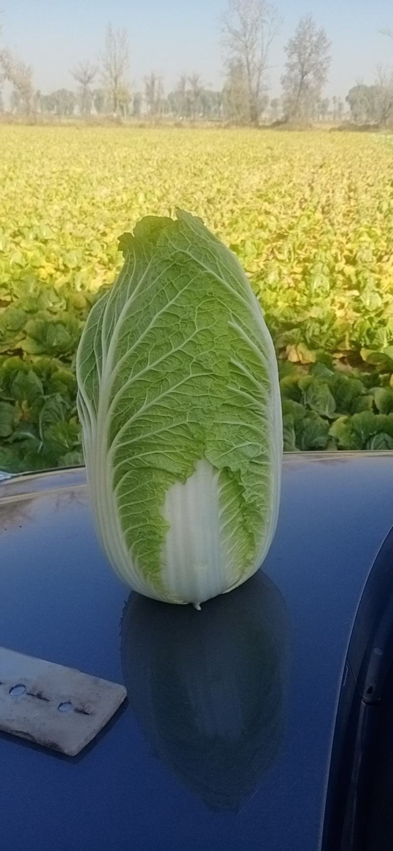 黄心白菜3到5斤