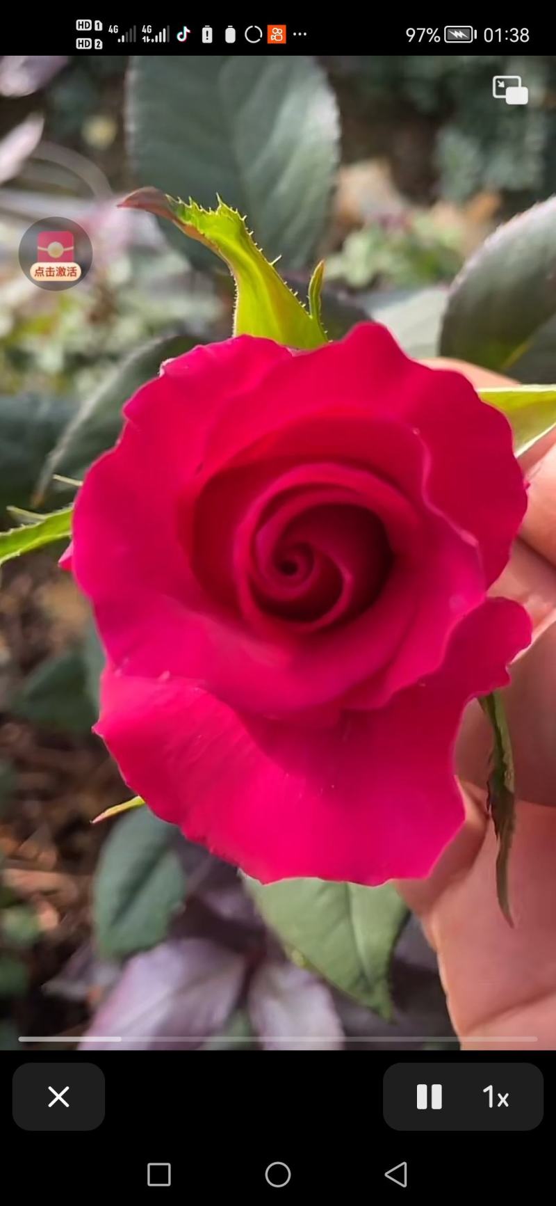 鲜花种植