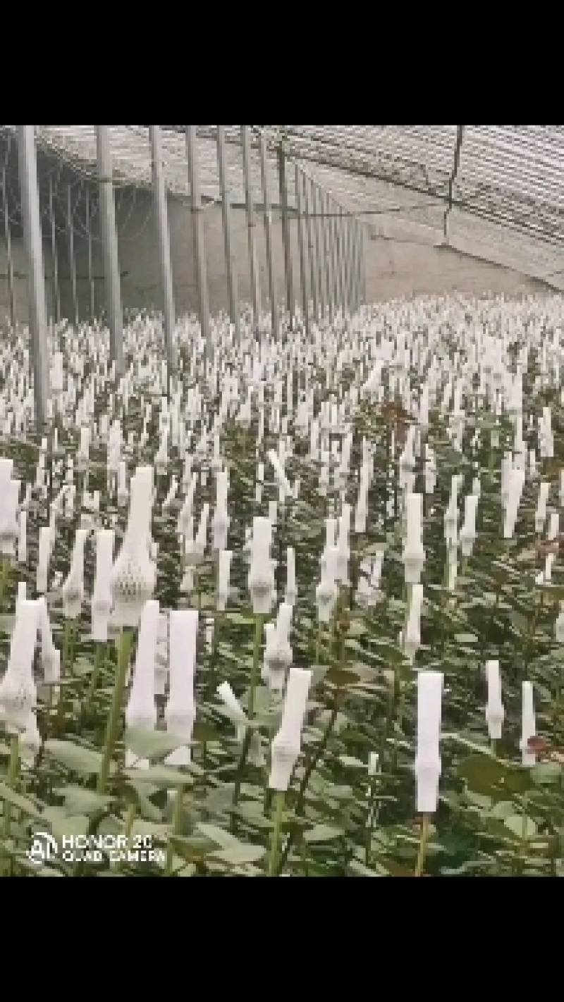 鲜花种植