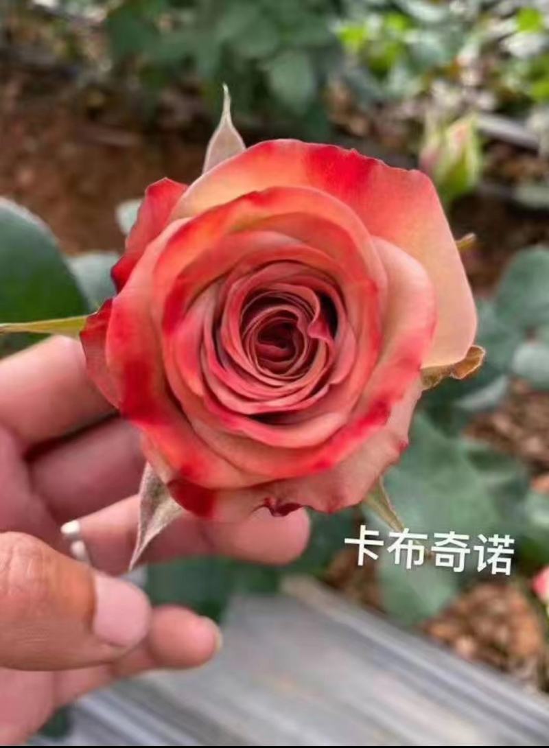 鲜花种植
