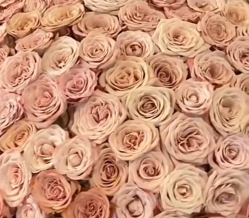 鲜花种植