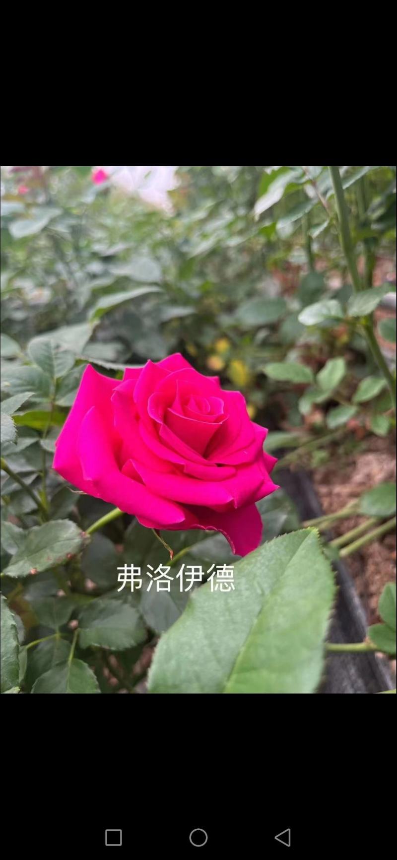 鲜花种植