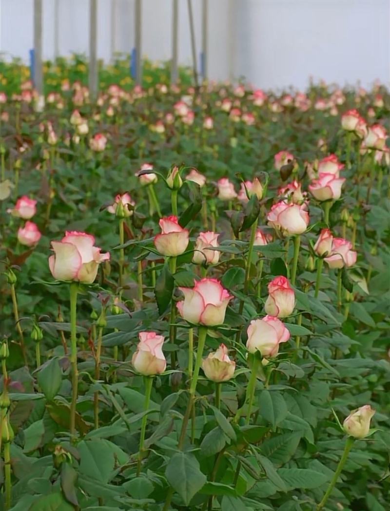 鲜花种植