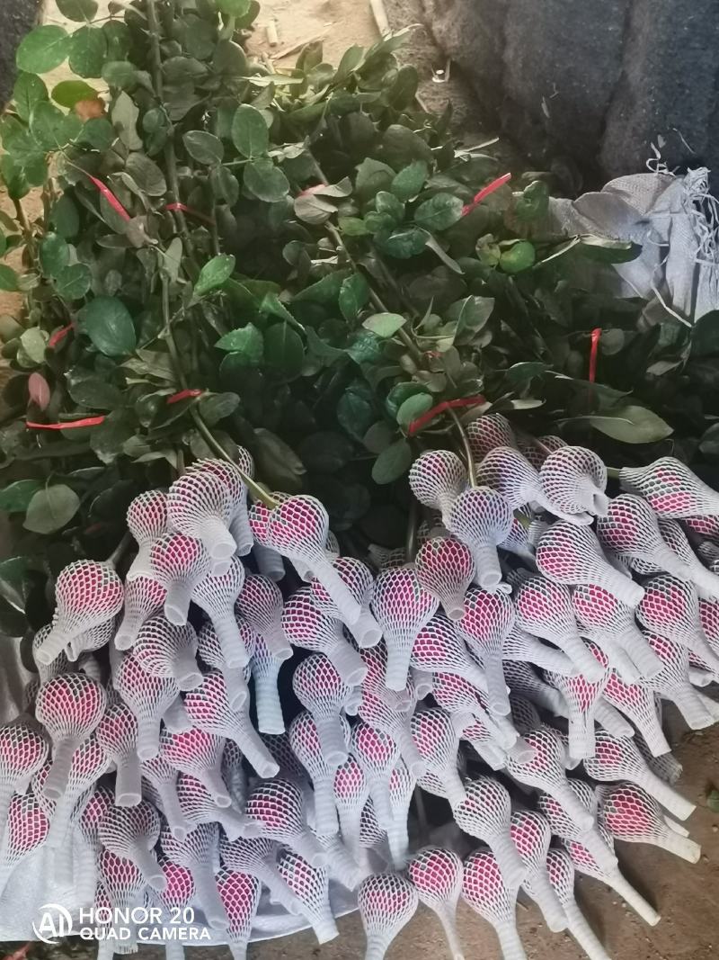 鲜花种植