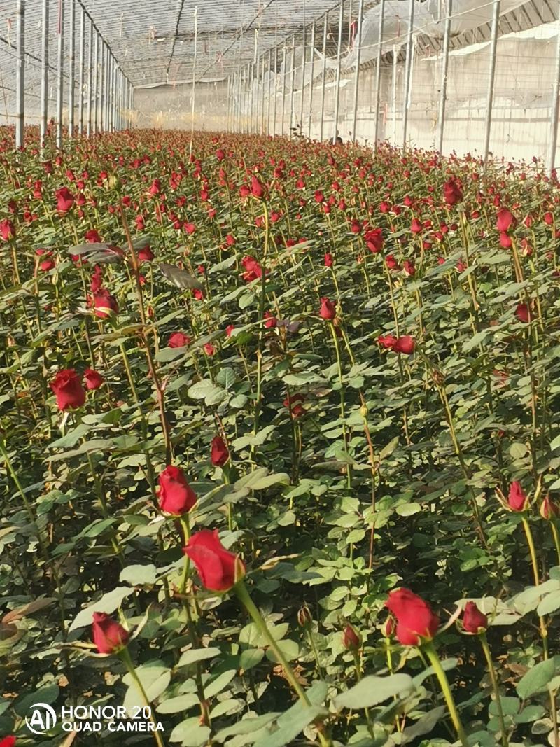 鲜花种植