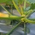 西葫芦种植