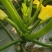 西葫芦种植
